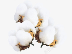 白色棉花素材白色棉花花苞高清图片