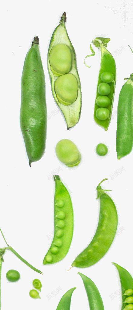 豆子集合png免抠素材_新图网 https://ixintu.com 植物 生命 绿色 蔬菜 豆
