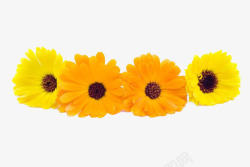 植物枝叶花朵角饰黄色和橙色金盏菊高清图片