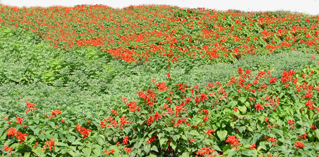 花圃花坛园艺png免抠素材_新图网 https://ixintu.com 园艺 山丘 绿化 自然 花坛 花草