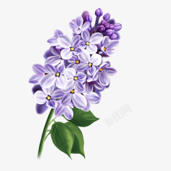 丁香花手绘手绘唯美紫丁香植物插画高清图片