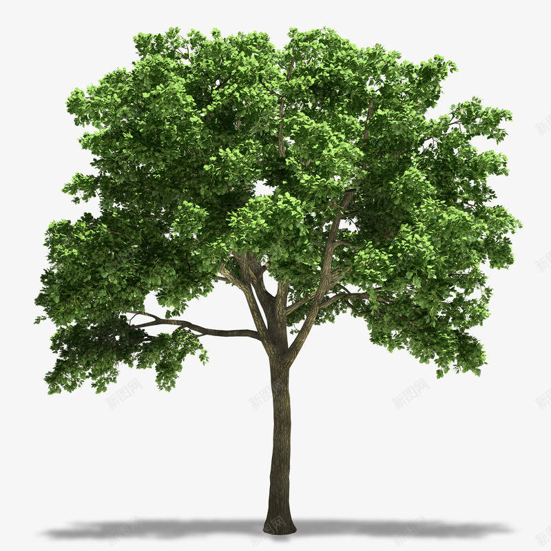 卡通手绘植物大树png免抠素材_新图网 https://ixintu.com 卡通 手绘 树枝 绿色的植物 茂盛的大树 高大的树