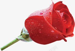 带露珠的鲜艳带露珠红色玫瑰花高清图片