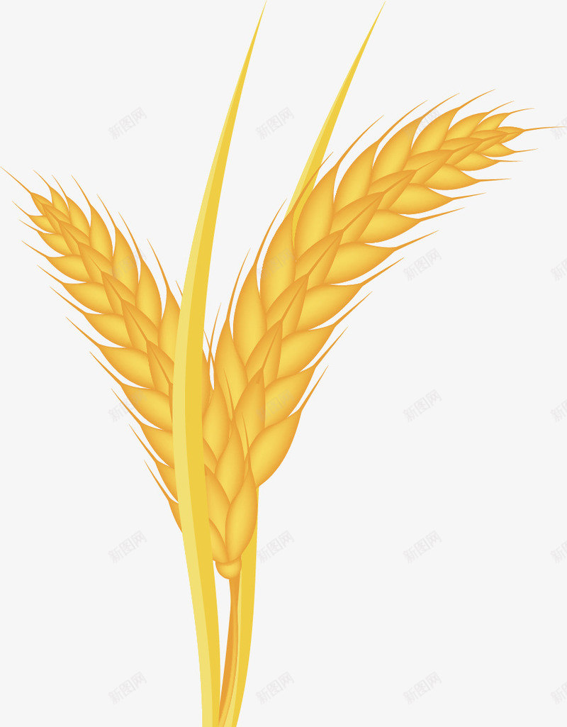 麦子好吃金黄色矢量图ai免抠素材_新图网 https://ixintu.com 卡通绘画 好看 抽象 金黄色 食物 麦子 矢量图