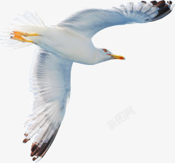 海鸥飞翔专业摄影素材