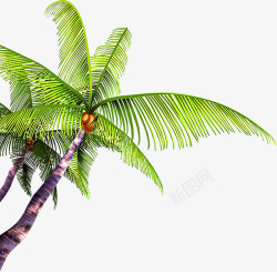 摄影沙滩海边椰子树椰子素材