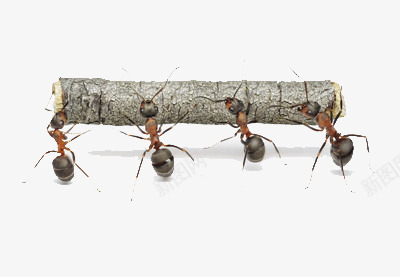 蚂蚁抬树png免抠素材_新图网 https://ixintu.com 一条心 合作 团结 树木 蝼蚁