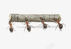 蚂蚁抬树素材
