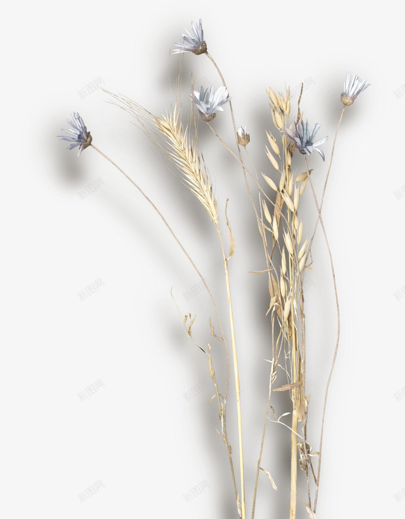 植物png免抠素材_新图网 https://ixintu.com 干枯 干枯的 花卉 麦穗