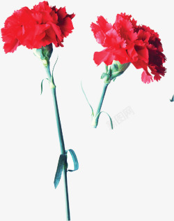 红色鲜红康乃馨花朵素材