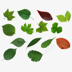 榆树树叶健康绿色绿叶组高清图片