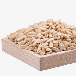 燕麦米煳有机燕麦米高清图片