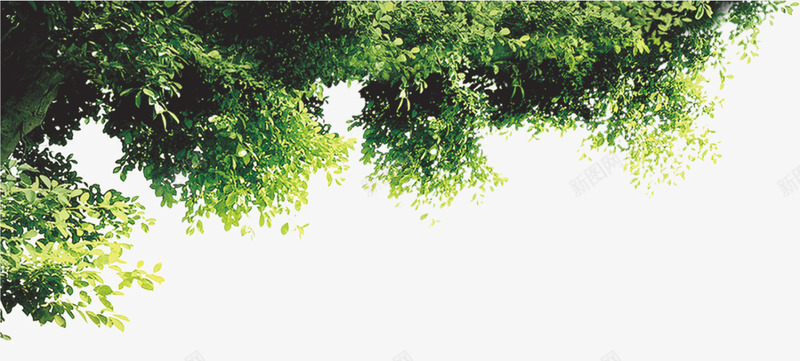 绿色装饰png免抠素材_新图网 https://ixintu.com 叶子 植物 绿树 自然 边角 配图