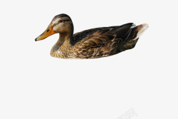 矢量鸭子游泳游泳的鸭子高清图片