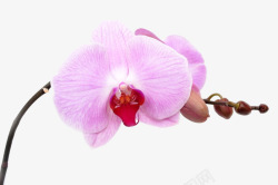 蝴蝶兰花朵春天绿色蝴蝶兰紫色花朵高清图片