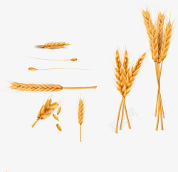 黄色稻子手绘稻子矢量图高清图片