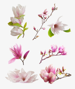 粉色木兰花木兰花枝高清图片