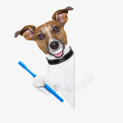PNG刷牙用具蓝色牙刷被宠物小狗拿着高清图片
