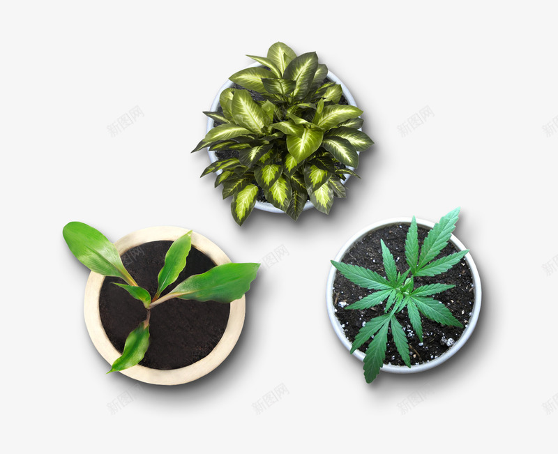 俯视元素植物盆栽png免抠素材_新图网 https://ixintu.com 俯视 元素 植物 盆栽