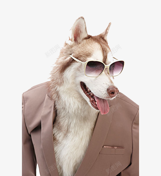 穿西装的小狗png免抠素材_新图网 https://ixintu.com 动物 可爱的 墨镜 小狗 装扮 西装 酷酷的