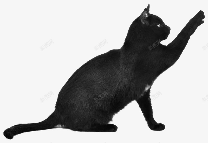 黑色卡通小猫png免抠素材_新图网 https://ixintu.com 免抠图 动物 小猫 抠图 插画 装饰画 黑猫