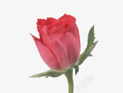 一抹淡红淡红的玫瑰高清图片