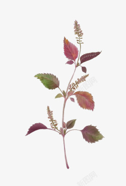 草药植物紫苏插画高清图片