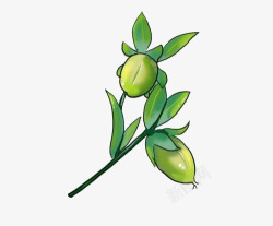 摩洛哥植物卡通手绘摩洛哥坚果高清图片