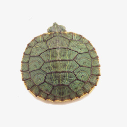 小乌龟图片龟壳缩头乌龟高清图片