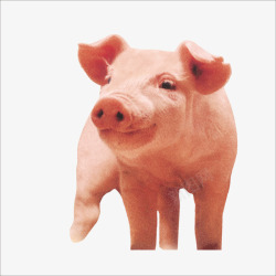 一头猪猪高清图片