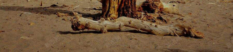 胡杨沙漠中干枯的树png免抠素材_新图网 https://ixintu.com 干枯 干枯的 干枯的草地图片 树 沙漠 胡杨