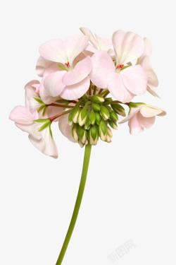 小花骨朵浅粉色天竺葵花摄影高清图片