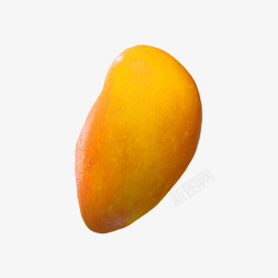 熟透的芒果熟透的芒果高清图片