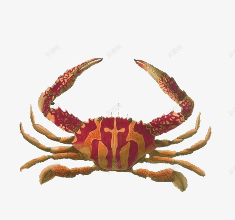红色海蟹手绘png免抠素材_新图网 https://ixintu.com 彩绘 插画 海洋 海鲜 生物