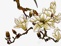 树枝上的花朵素材