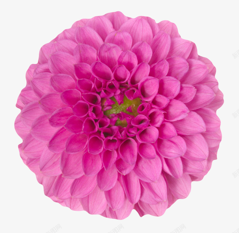 紫色有观赏性花瓣卷着的一朵大花png图片免费下载 素材0skaujwaj 新图网
