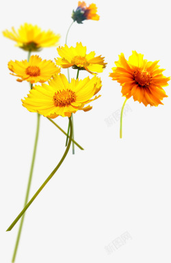 清新文艺黄色夏季花朵素材