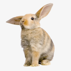 野兔野兔高清图片
