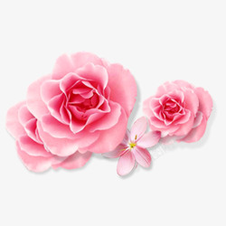 粉色花卉相框花朵高清图片