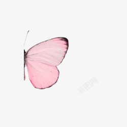 彩蝶粉色蝴蝶高清图片