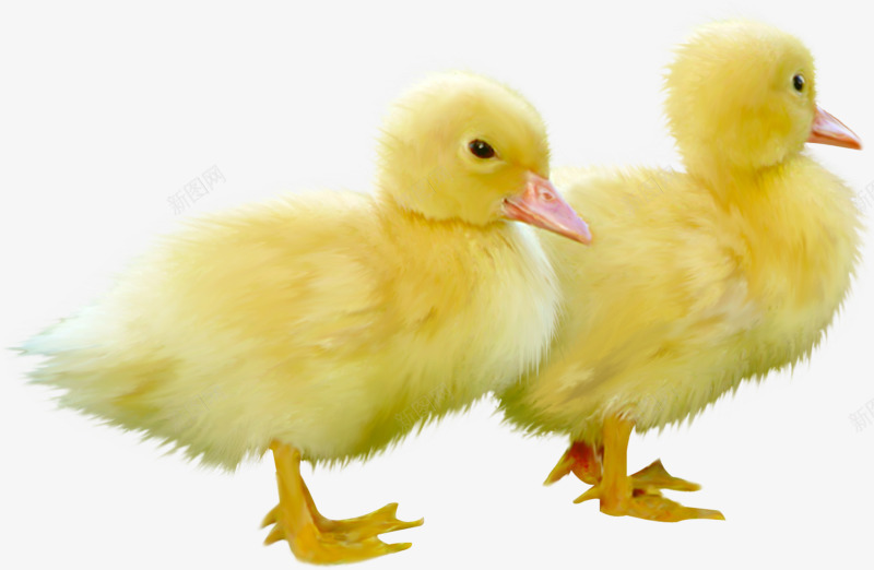 鸭子黄色鸭子两只鸭子可爱鸭子png免抠素材_新图网 https://ixintu.com 两只 可爱 鸭仔 鸭子 黄色