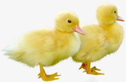 鸭子黄色鸭子两只鸭子可爱鸭子素材