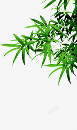 绿色竹叶清新端午装饰素材