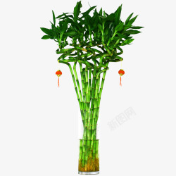 植物净化富贵竹水培高清图片
