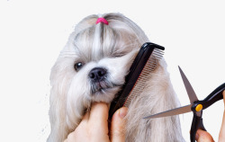 毛发护理宠物美容高清图片