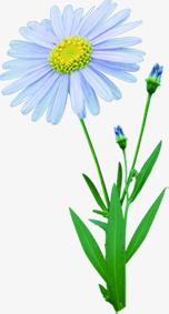 春季文艺蓝色花朵花苞素材