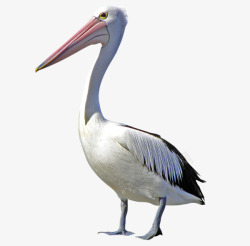 白色水鸟鸬鹚高清图片