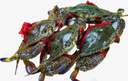 海鲜海产品活螃蟹海鲜螃蟹高清图片