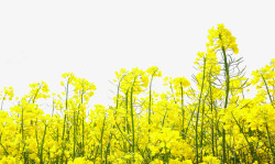 绿色春季黄色油菜花开黄色菜花油菜花开高清图片
