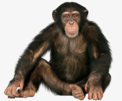 手绘黑猩猩坐着的大猩猩高清图片